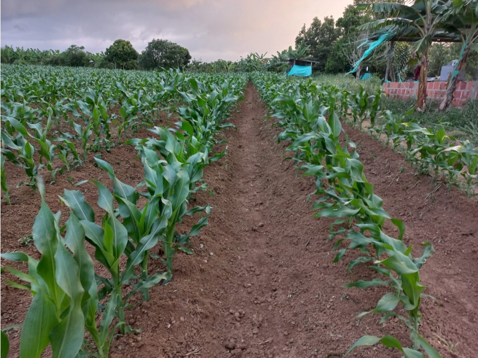 FINCA CAMPESTRE EN ABREGO