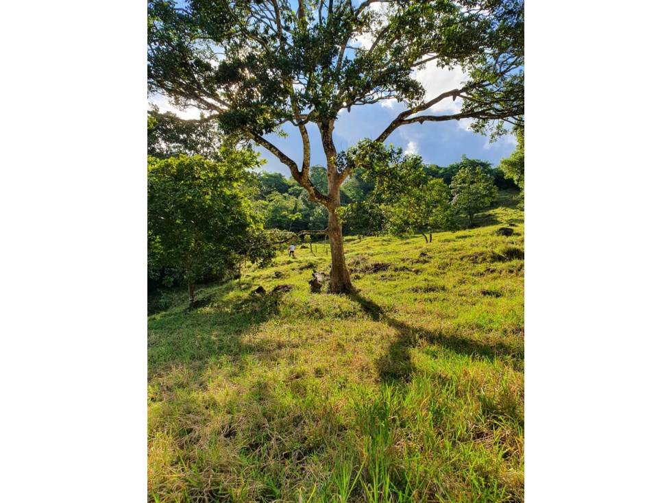 SE VENDE FINCA VÍA AL MORRO YOPAL CASANARE