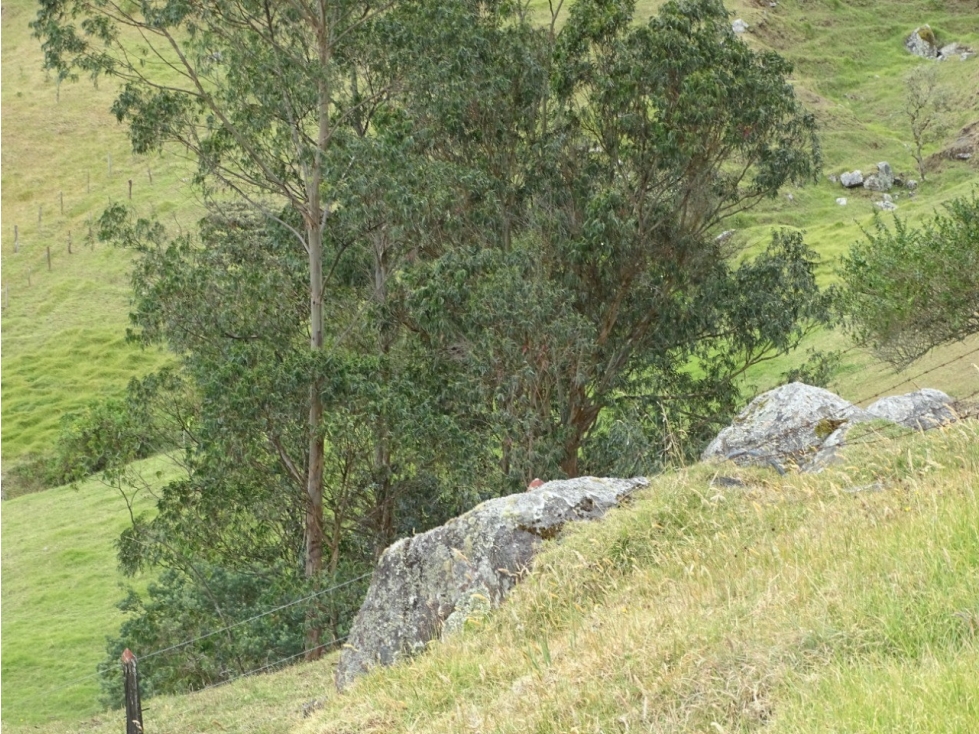 Finca de 2 hectáreas en la vereda mochilero ideal para ganadería