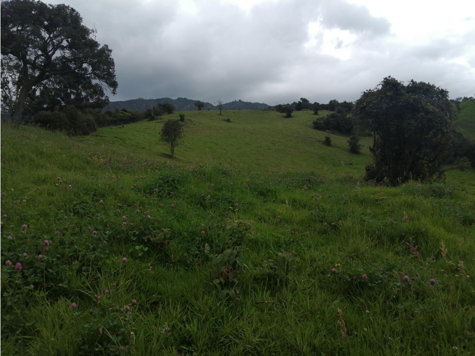 FINCA AGROPECUARIA SAN ISIDRO ZIPAQUIRA