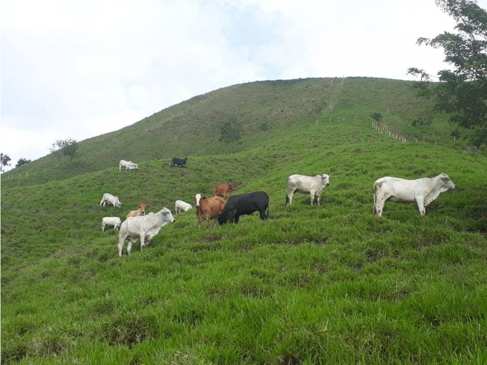 Finca La Esmeralda