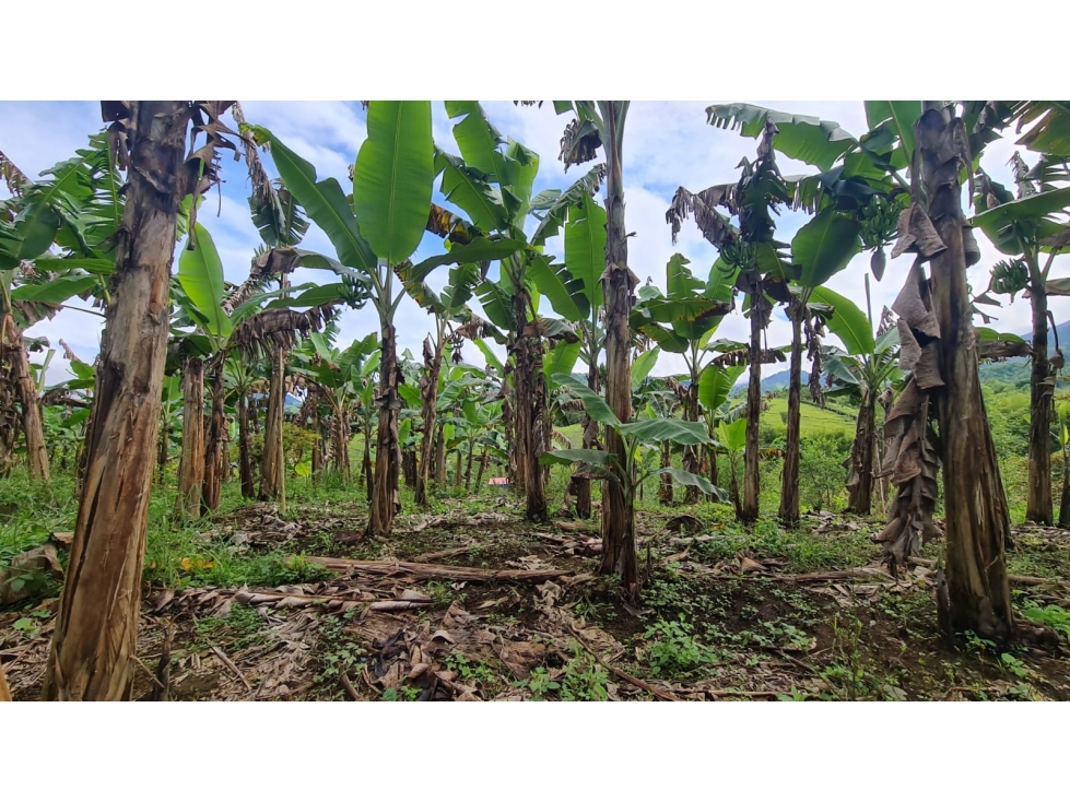 Venta Lote Combia-Pereira