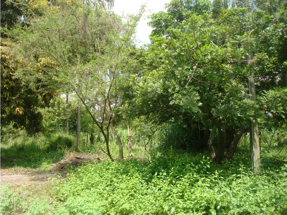 VENTA LOTE EN PILES CAUCA SECO VALLE DEL CAUCA