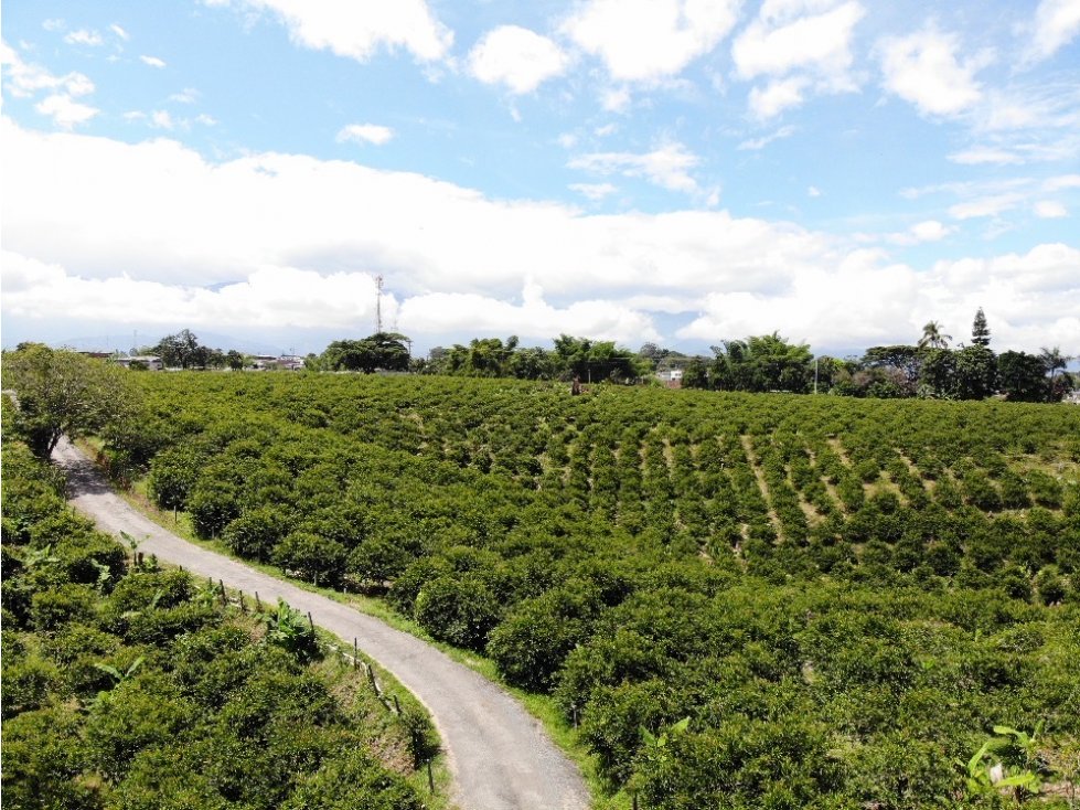 Lote cerca de zona franca la Tebaida