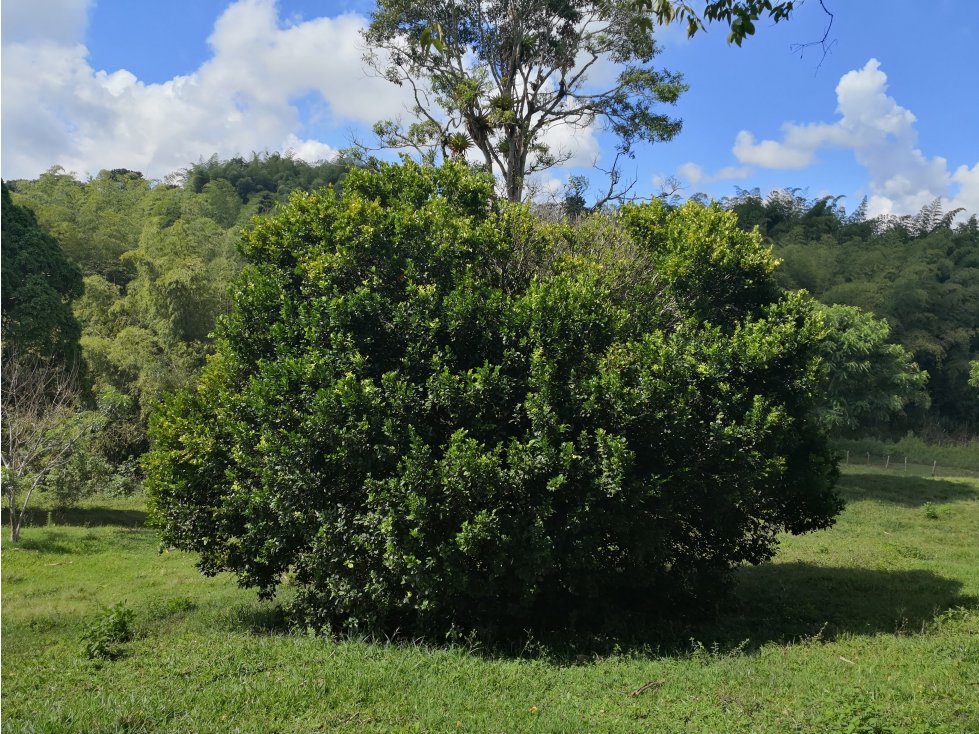 LOTE EN LAGO CALIMA VALLE DEL CAUCA