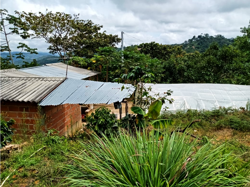 VENTA DE FINCA PRODUCTORA 8 HECTÁREAS EN SAN ROQUE ANTIOQUIA