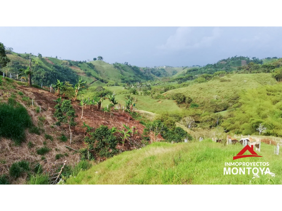 SE VENDE O PERMUTA FINCA EN ARABIA, RISARALDA