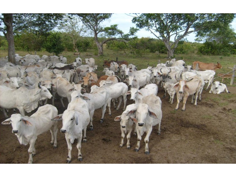 FINCA GANADERA  DE 1.293 HECTAREAS EN LA PRIMAVERA-VICHADA