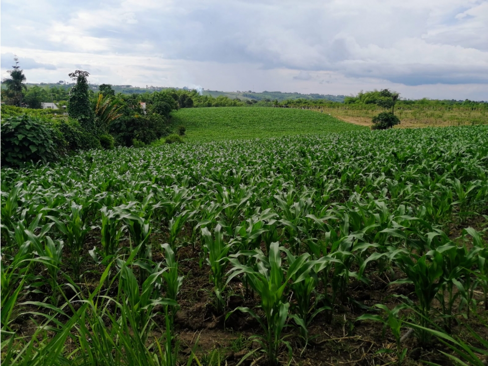 Se vende Lote S. Club Campestre La Tebaida Quindío