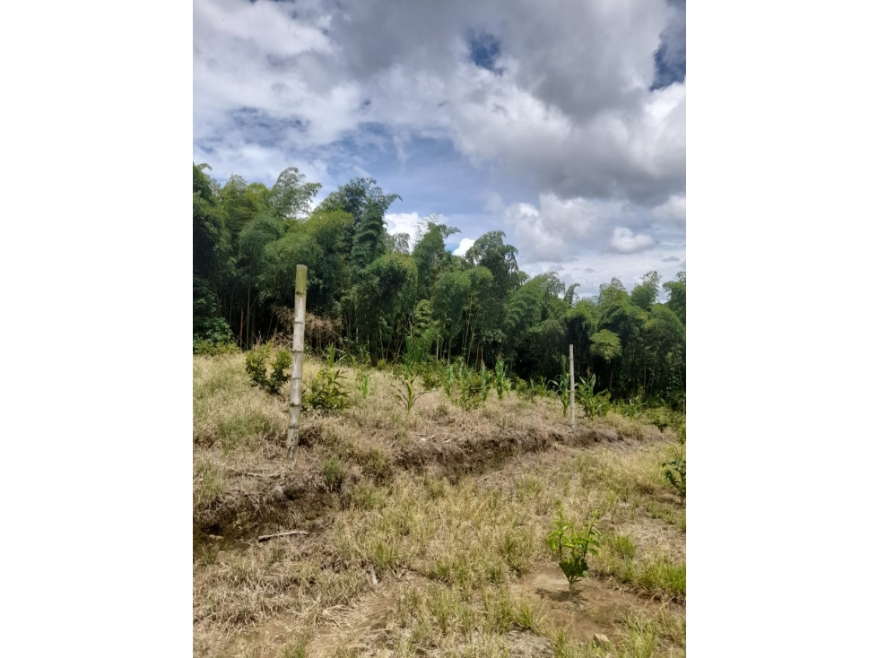 Se vende Lotes en La Tebaida Quindío