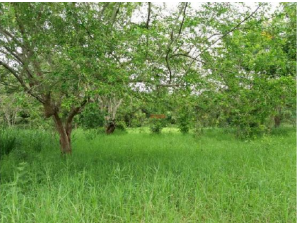 Vendo Finca en Buga, Valle del Cauca, Ganadera