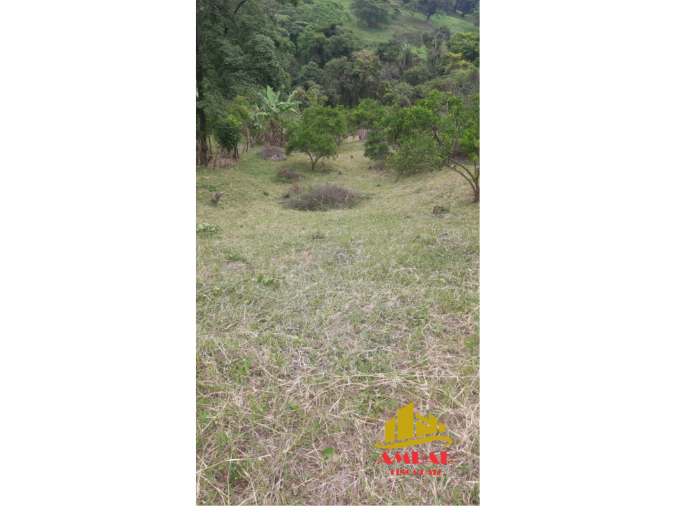 FINCA PRODUCTIVA 7.300 MTS