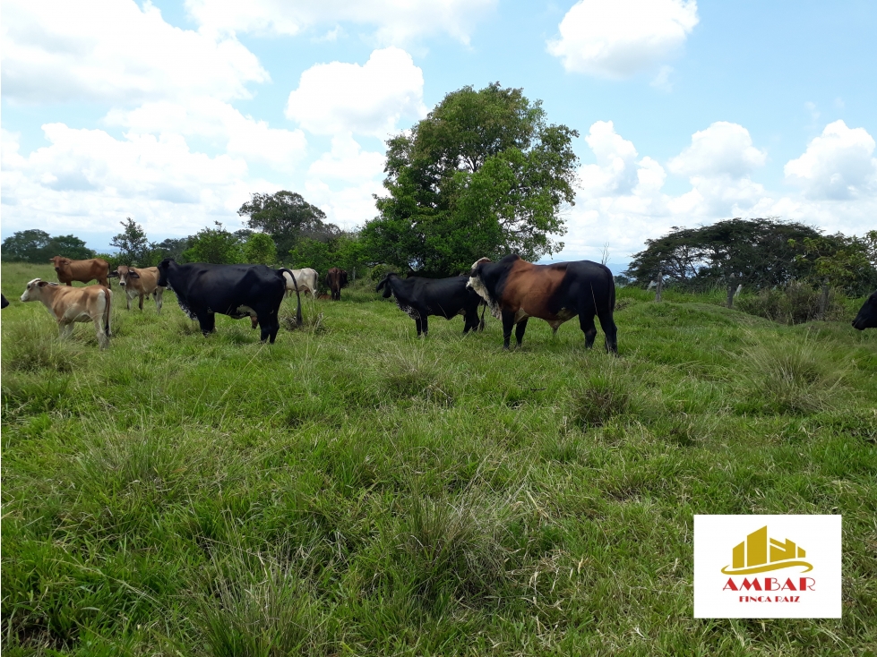 FINCA DE GRAN EXTENSIÓN