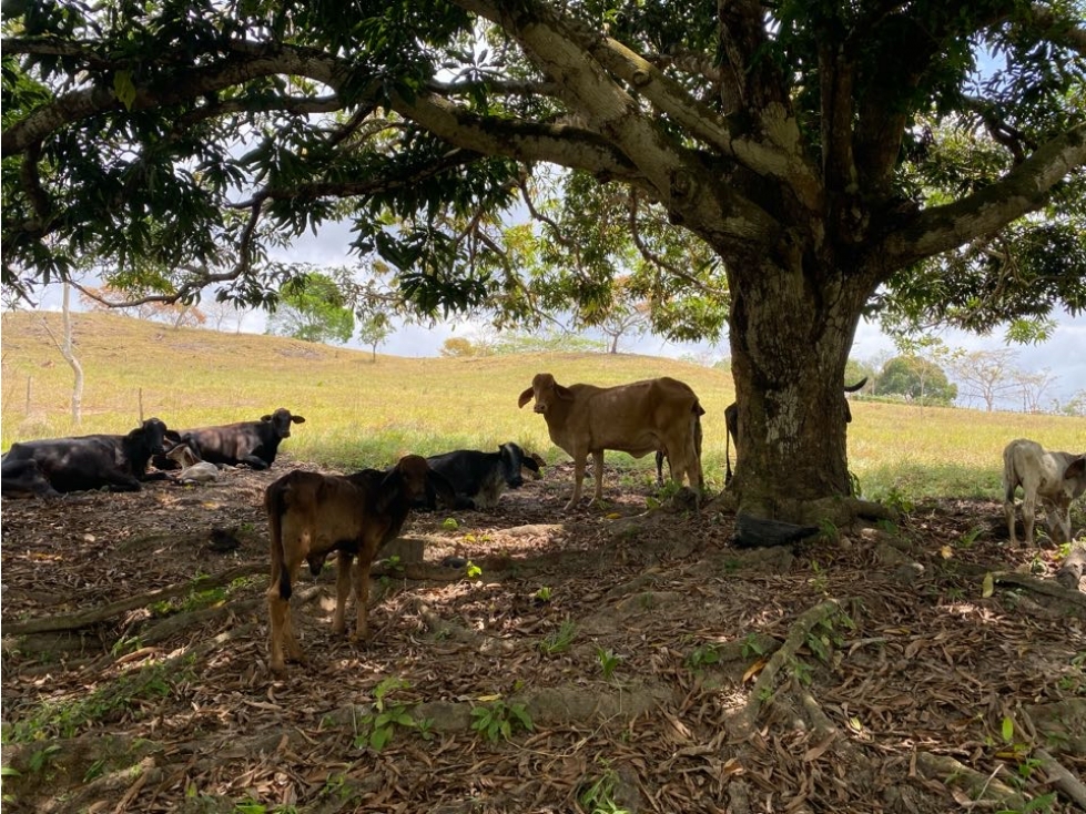 EN VENTA FINCA GANADERA Y PRODUCTIVA EN MONTERIA