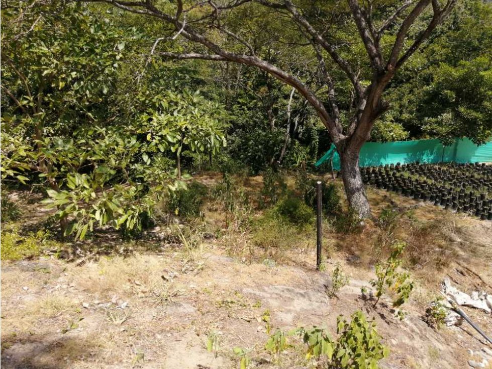 Lote en venta calabazo 2381 m2 sector parque tayrona