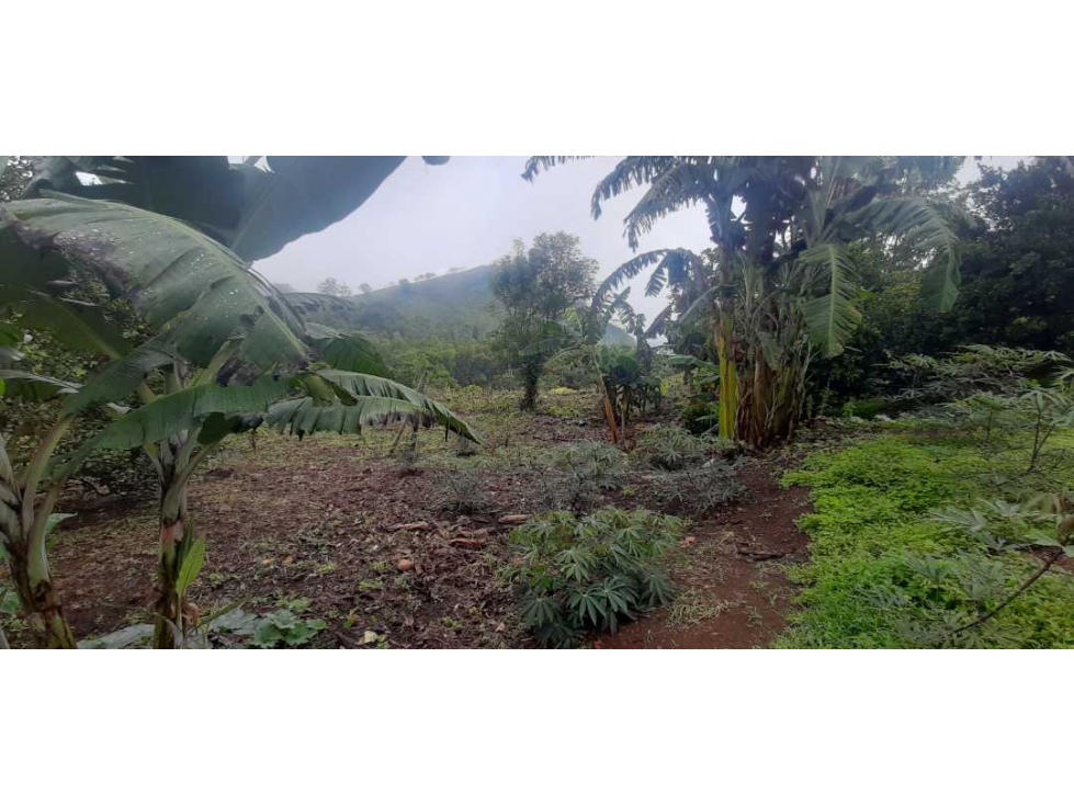 Se vende finca en Venecia vereda el cerro