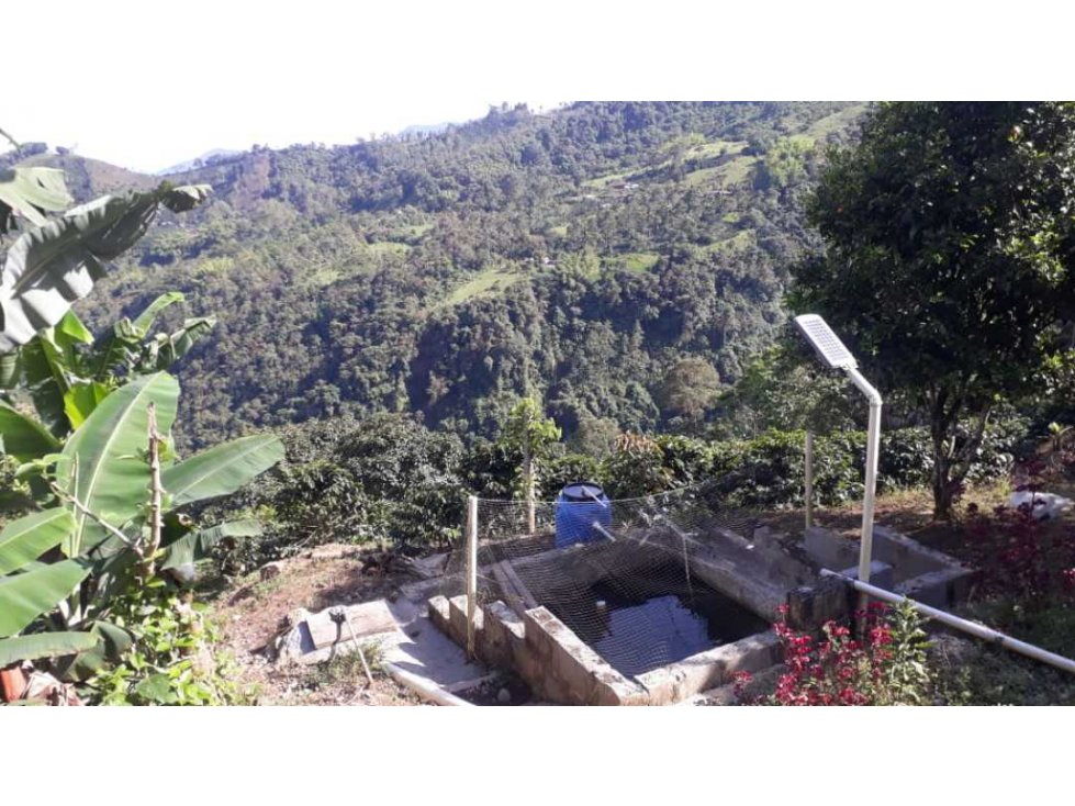 VENTA FINCA CAFETERA,TAMESIS SUROESTE ANTIOQUEÑO