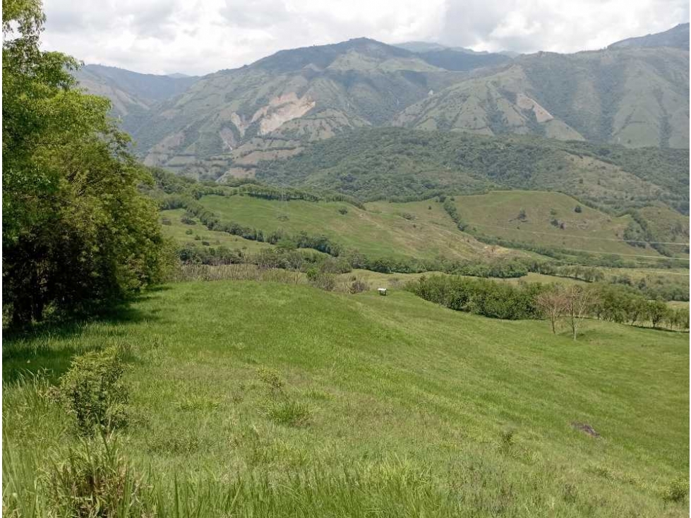 VENTA FINCA LA PINTADA GANADERA , SUROESTE ANTIOQUEÑO