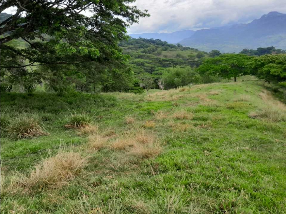 VENTA FINCA GANADERA, FREDONIA,SUROESTE ANTIOQUEÑO